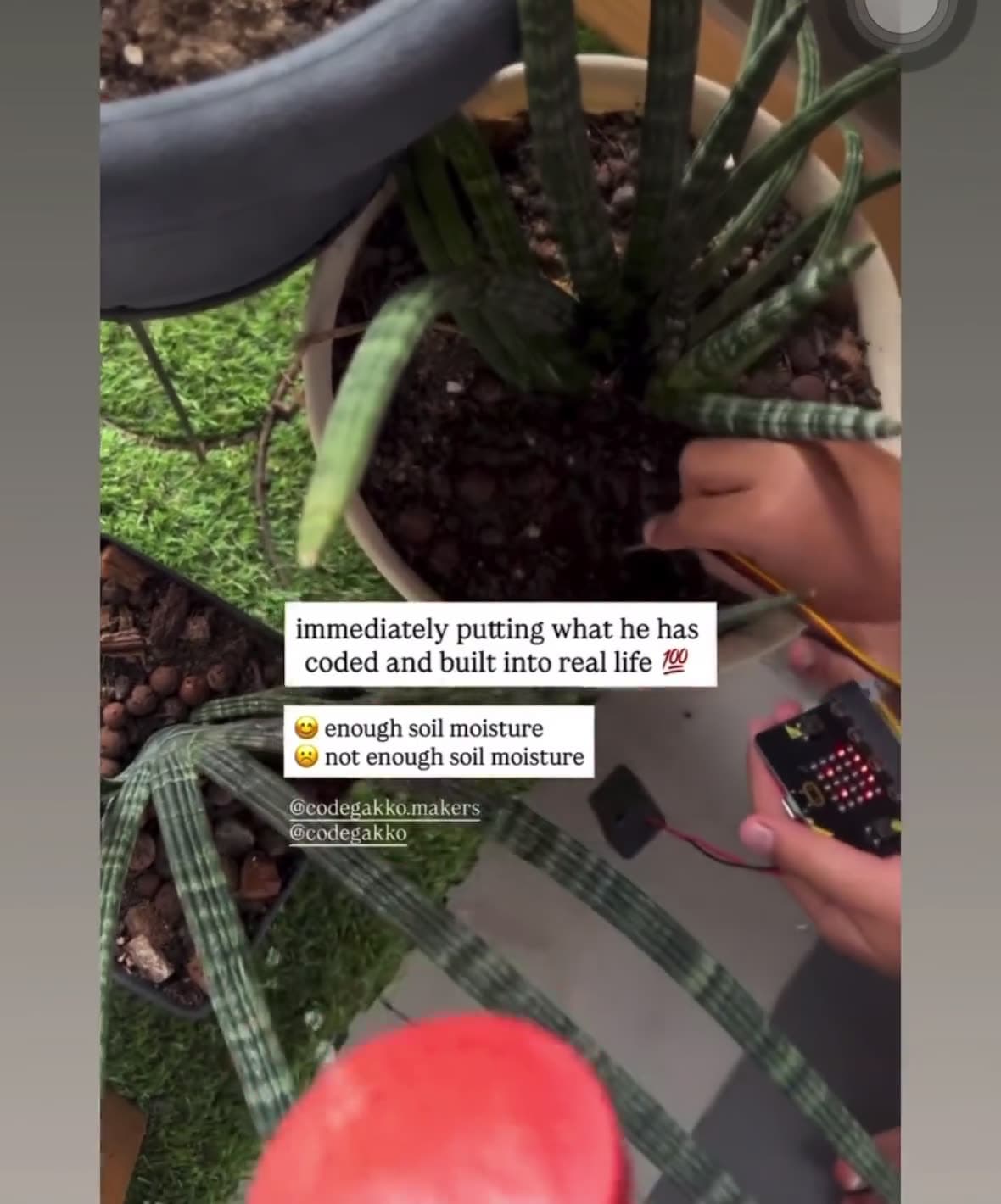 A micro:bit plant monitor pushed into the soil of a potted plant at home, showing a reading on its display